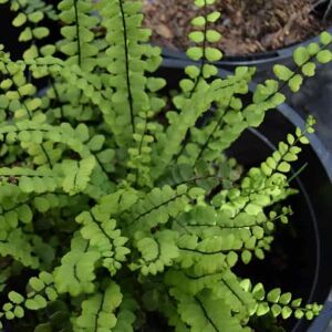 Asplenium trichomanes ---